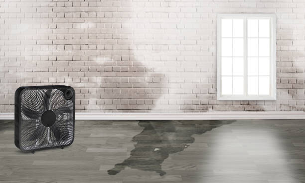 Best Ceiling water damage repair  in Lake Tapps, WA